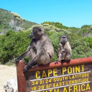 3-Day Cape Point, Whale Watching & Robben Island Private Tour