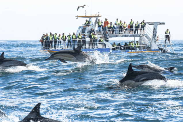 Hermanus Whale Watching Boat Trip with Shared Transfers from Cape Town