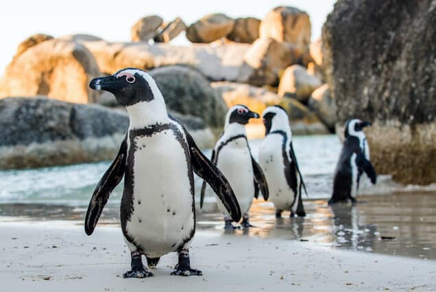 Small Shared Group Cape of Good Hope, Penguins & Bo-Kaap Tour
